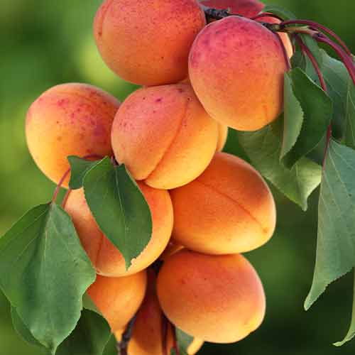 SÁRGABARACK OSZLOPOS DIAMOND termék fotó 1 SÁRGABARACK OSZLOPOS DIAMOND kép 1 termék 2008