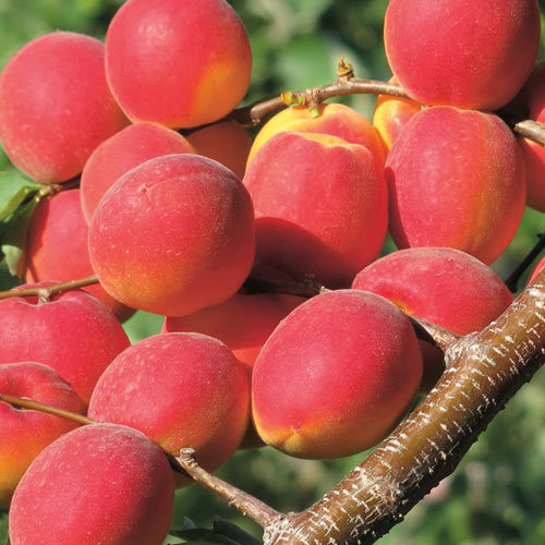 Sárgabarack Paroly kép 1 termék 7955