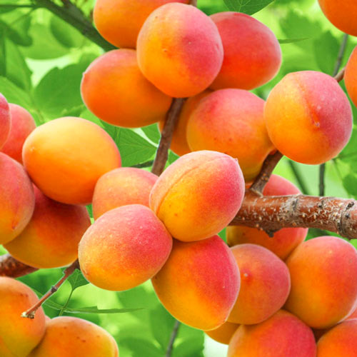 Sárgabarack Perla, С2 kép 1 termék 7953