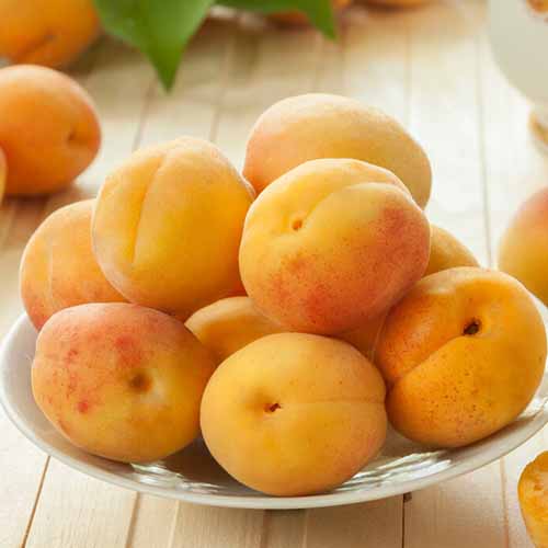 Sárgabarack Roy kép 1 termék 4857