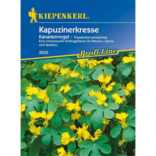 Sarkantyúvirági Canary kép 1 termék 86274