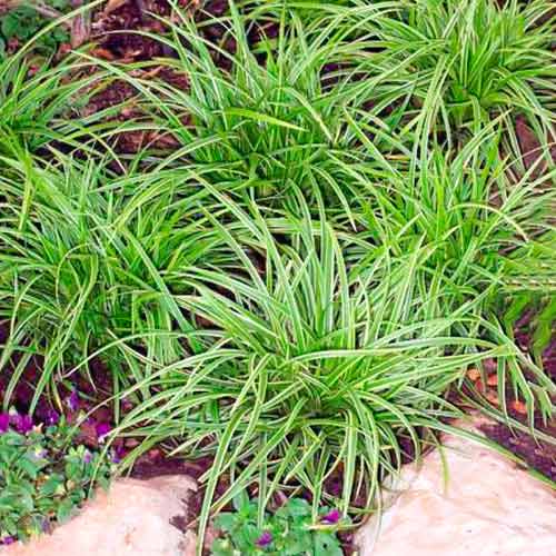 Sás Ice Dance kép 1 termék 5590