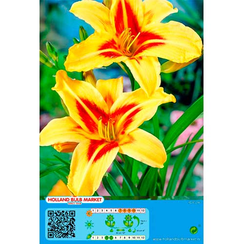 Sásliliom (Hemerocallis) Bonanza kép 1 termék 76454