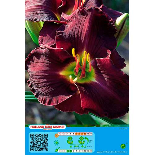 Sásliliom (Hemerocallis) Double Black kép 1 termék 76666