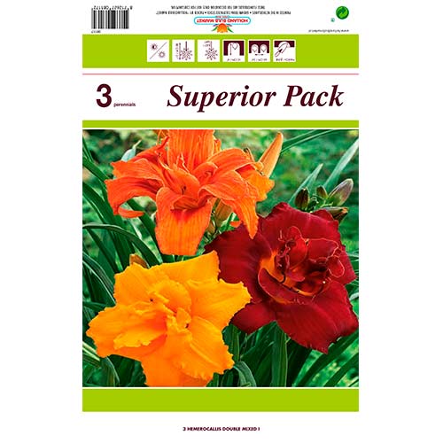 Sásliliom (Hemerocallis) Double mix multicolor kép 1 termék 76455