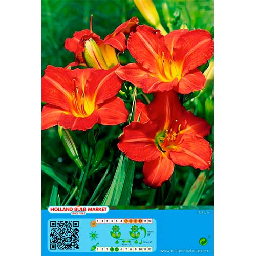 Sásliliom (Hemerocallis) Red kép 1 termék 76457