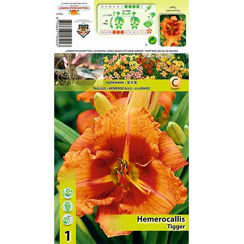 Sásliliom (Hemerocallis) Tigger kép 1 termék 70413