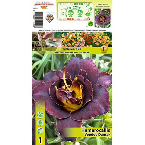 Sásliliom (Hemerocallis) Voodoo Dancer kép 1 termék 70414