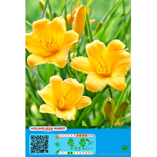 Sásliliom (Hemerocallis) Yellow kép 1 termék 76458