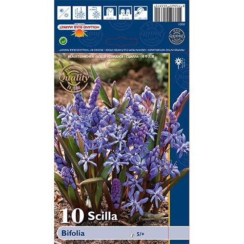 Scilla (Csillagvirág) Bifolia kép 1 termék 70240