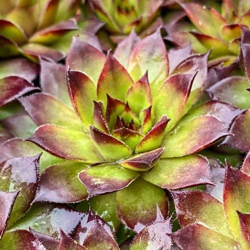 Sempervivum Cassiopea, С2 termék fotó 1 Sempervivum Cassiopea, С2 kép 1 termék 8266