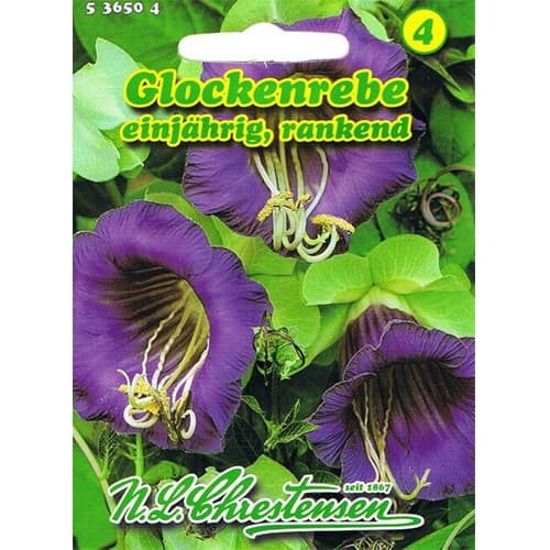 Serleglonc (Cobaea) Violettblau kép 1 termék 78982