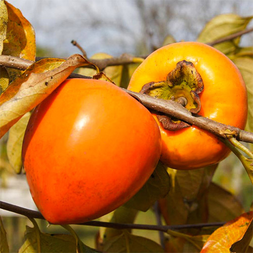 Sharon (Keleti datolyaszilva) Jiro, С2 kép 1 termék 7039