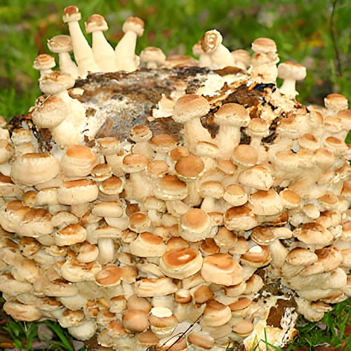 Siitake termék fotó 1 Siitake kép 1 termék 96882