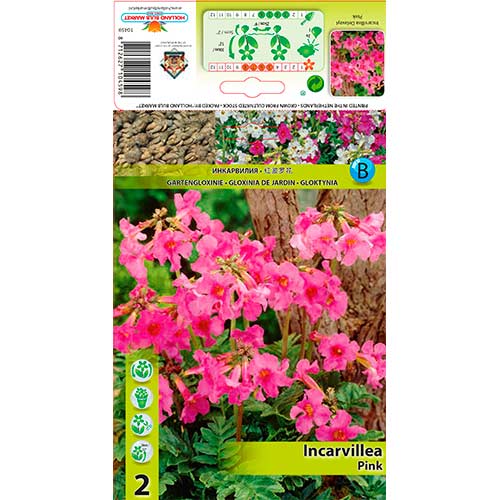 Szabadföldi gloxínia (Incarvillea) Delavayi Pink termék fotó 1 Szabadföldi gloxínia (Incarvillea) Delavayi Pink kép 1 termék 76280