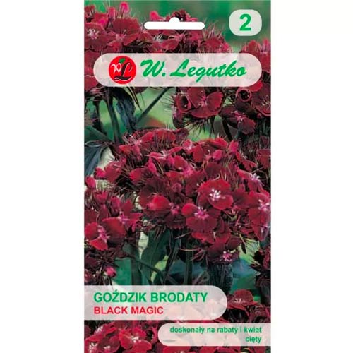 Szakállas szegfű Black Magic Legutko termék fotó 1 Szakállas szegfű Black Magic Legutko kép 1 termék 69590