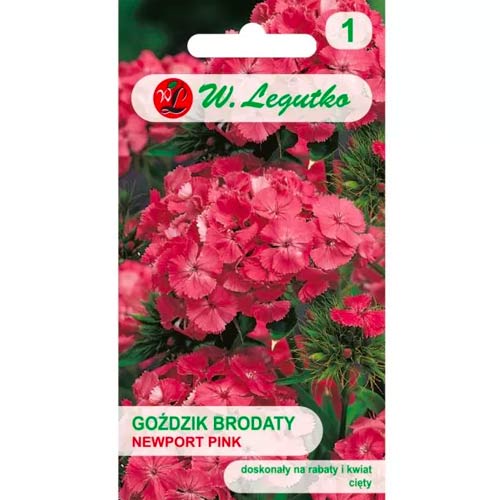 Szakállas szegfű Newport Pink Legutko kép 1 termék 78602