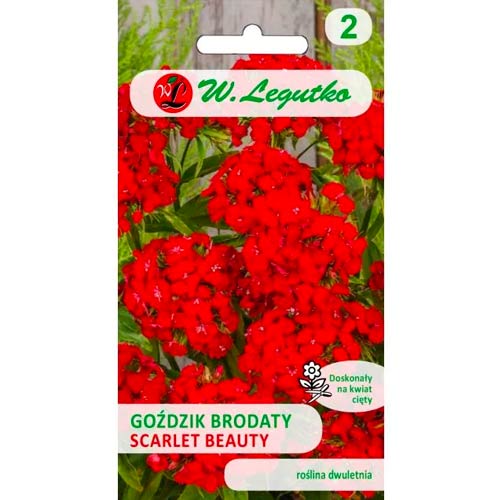 Szakállas szegfű Scarlet Beauty Legutko termék fotó 1 Szakállas szegfű Scarlet Beauty Legutko kép 1 termék 69591