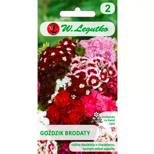 Szakállas szegfű, színkeverék Legutko kép 1 termék 78603