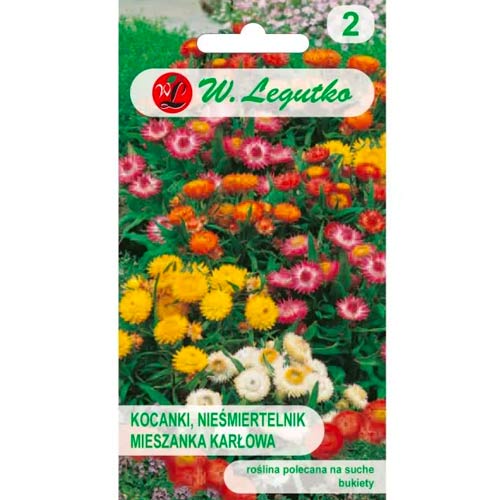 Szalmarózsa Tom Thumb, színkeverék Legutko kép 1 termék 78569