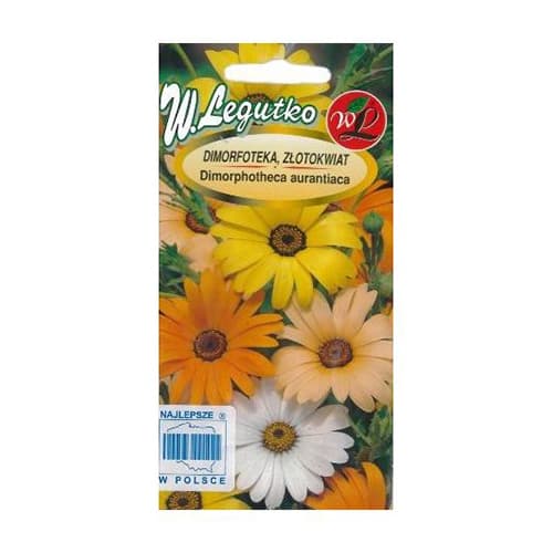 Százszorszép afrikai Summertime keverék kép 1 termék 69581