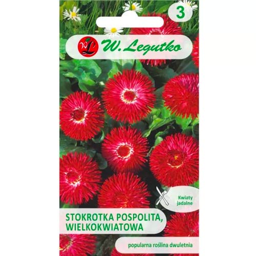 Százszorszép Gracja vörös Legutko kép 1 termék 78616