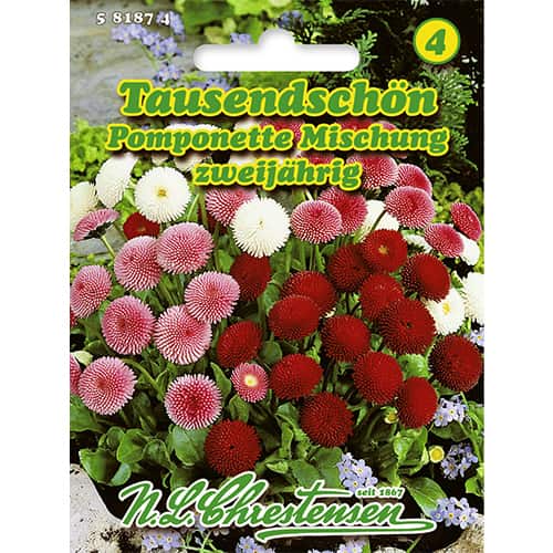 Százszorszép Pomponette, színkeverék termék fotó 1 Százszorszép Pomponette, színkeverék kép 1 termék 86124