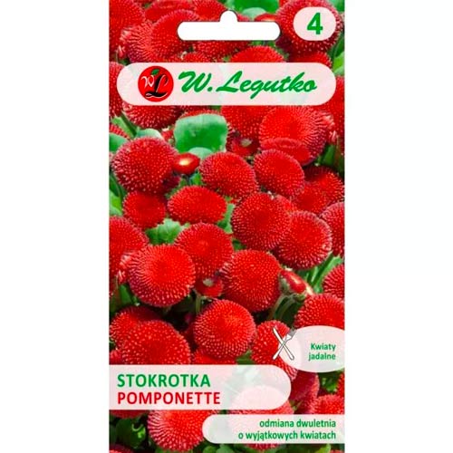 Százszorszép Pomponette vörös Legutko kép 1 termék 78619