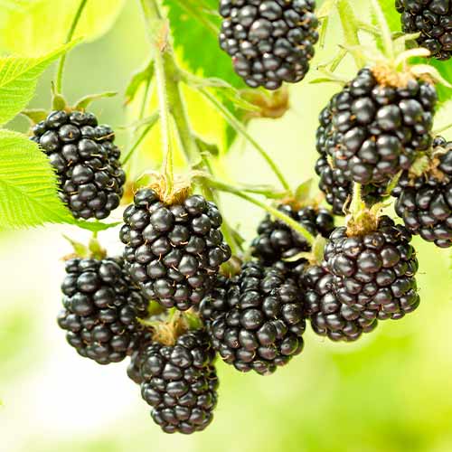 Szeder Black Satin, Р9 kép 1 termék 7692