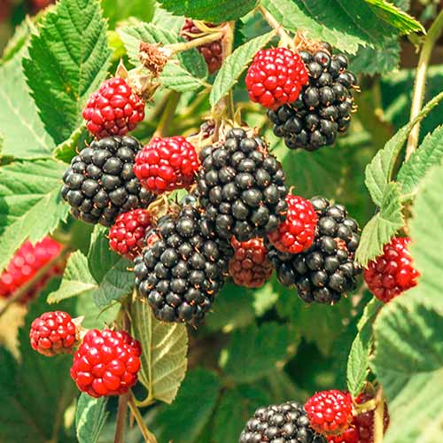 Szeder Loch Ness, Р9 kép 1 termék 7651