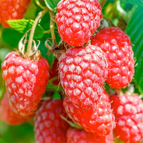 Szeder-Málna hibrid Gigant, Р9 kép 1 termék 7511