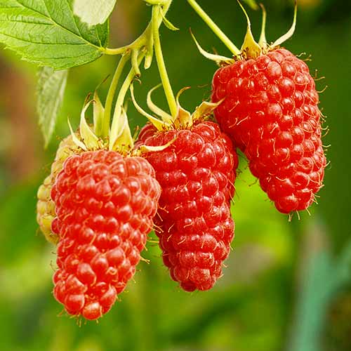 Szeder-Málna hibrid Tayberry Medana, Р9 kép 1 termék 7510