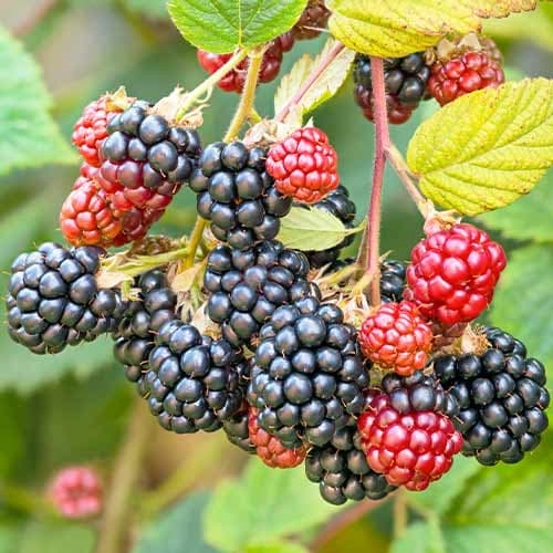 Szeder Navaho kép 1 termék 7504