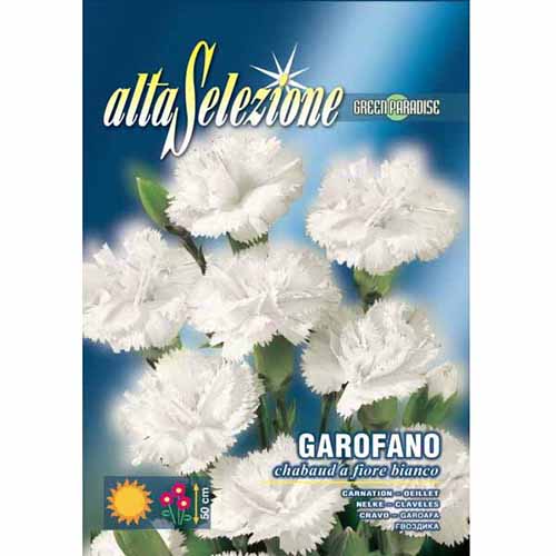 Szegfű dupla virágú termék fotó 1 Szegfű dupla virágú kép 1 termék 96342