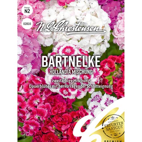 Szegfű Hollandia, színkeverék kép 1 termék 86123