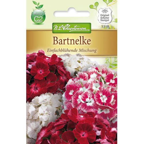 Szegfű török, színkeverék termék fotó 1 Szegfű török, színkeverék kép 1 termék 78955