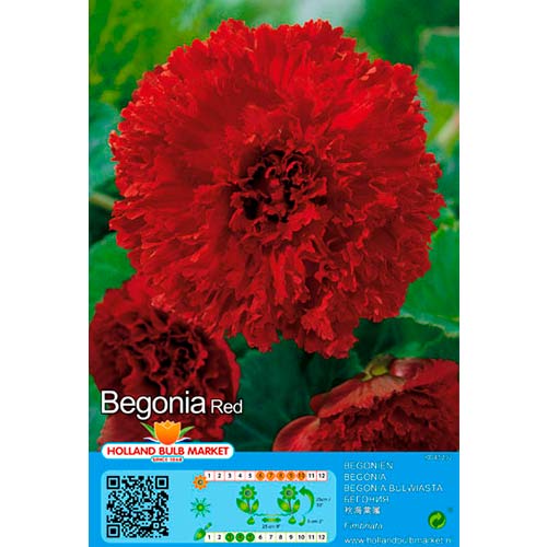 Szekfűvirágú begónia Red termék fotó 1 Szekfűvirágú begónia Red kép 1 termék 76389