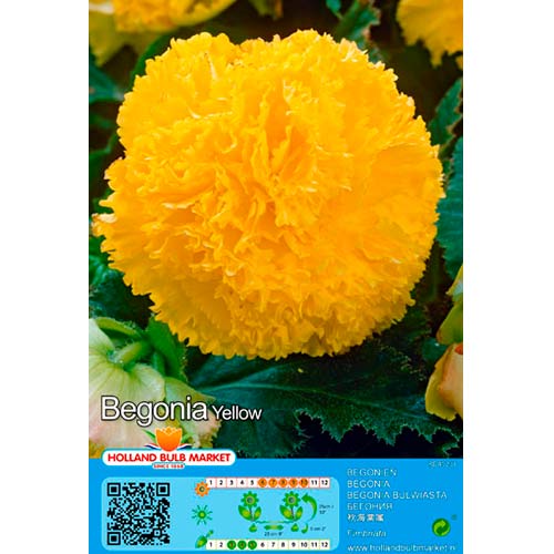Szekfűvirágú begónia Yellow termék fotó 1 Szekfűvirágú begónia Yellow kép 1 termék 76391
