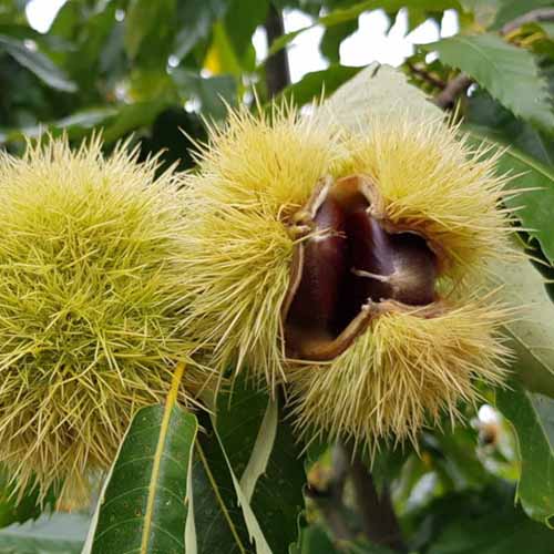 Szelídgesztenye Melivoias, С2 kép 1 termék 4860