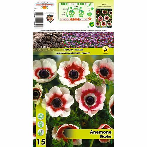 Szellőrózsa Bicolor termék fotó 1 Szellőrózsa Bicolor kép 1 termék 70334