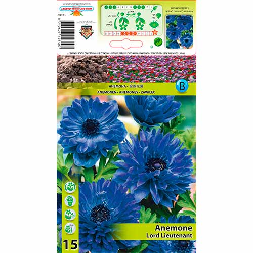 Szellőrózsa Lord Lieutenant kép 1 termék 76165