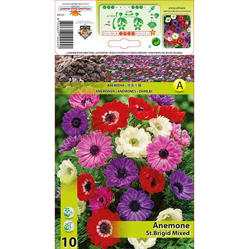 Szellőrózsa St. Brigid színkeverék kép 1 termék 70341