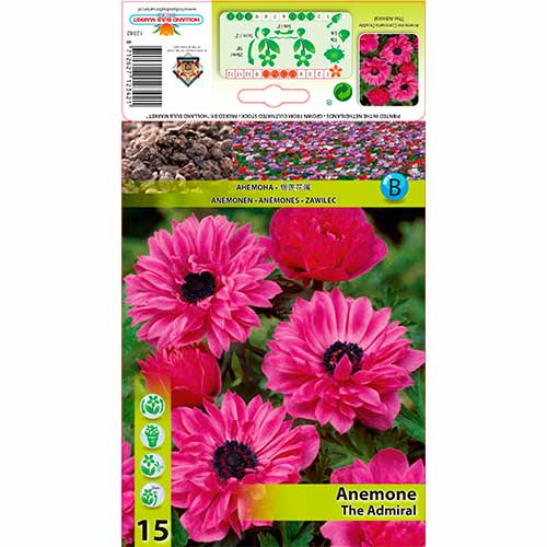 Szellőrózsa The Admiral kép 1 termék 76168