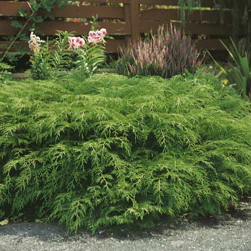 Szibériai mikrobiota, C2 kép 1 termék 7746