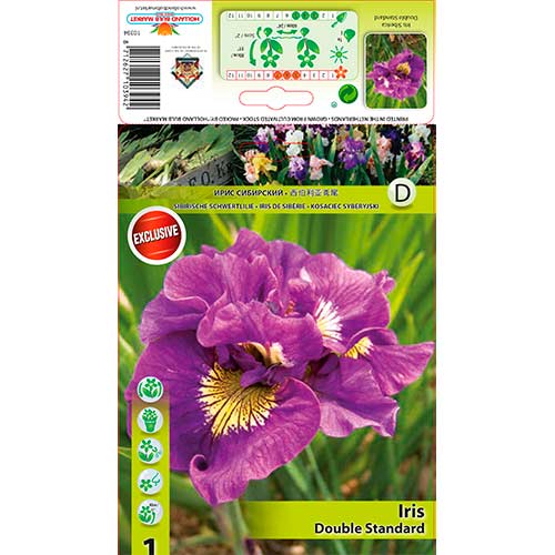 Szibériai nőszirom Double Standard kép 1 termék 76287