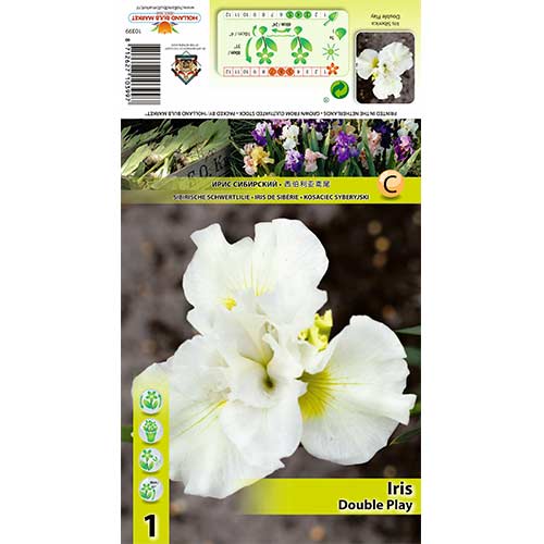 Szibériai nőszirom Duble Play termék fotó 1 Szibériai nőszirom Duble Play kép 1 termék 70420