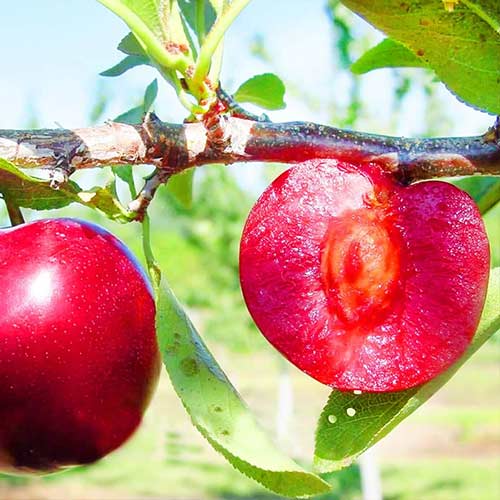 Szilva Red Lure, С2 kép 1 termék 4311