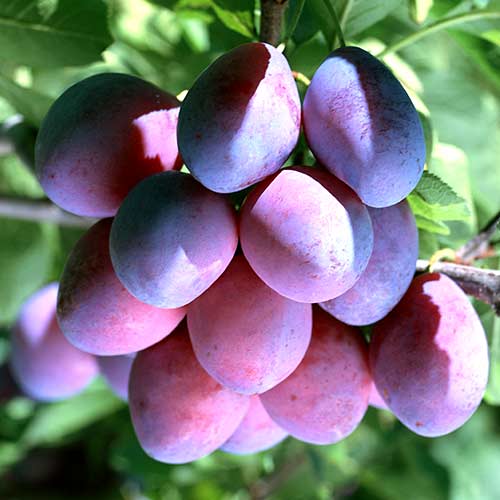 Szilva Stanley, С2 kép 1 termék 4314