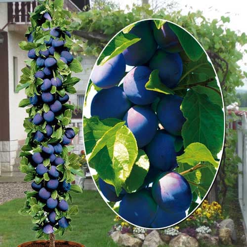 Szilva oszlopos Fruca, С2 kép 1 termék 1945