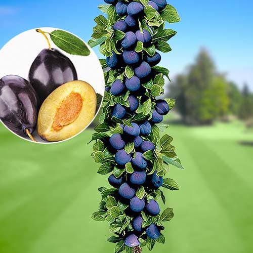 Szilva oszlopos Imperial, С2 kép 1 termék 1917